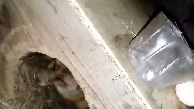 1903. Маркиза - дневник приручения дикой лисы, после угов смотреть онлайн