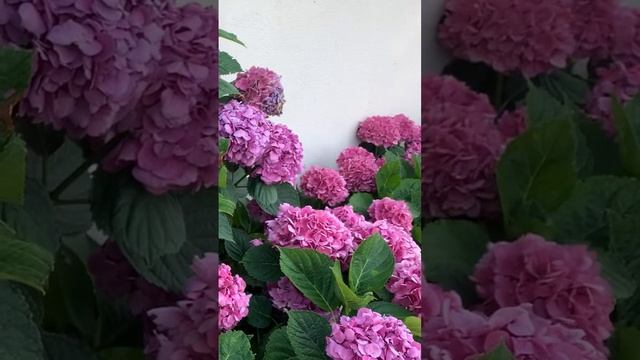 Просто растут под сараями по всей Франции#гортензия #г смотреть онлайн