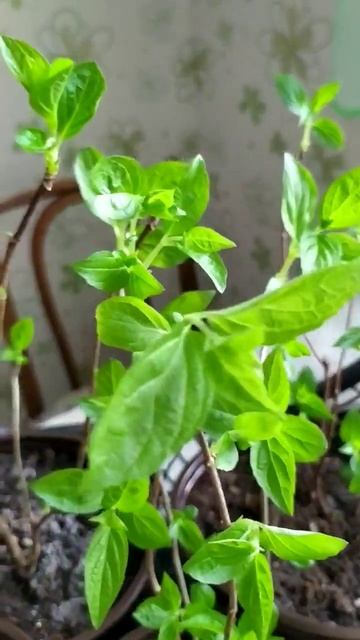 Гортензии метельчатые - маточные кустики. смотреть онлайн