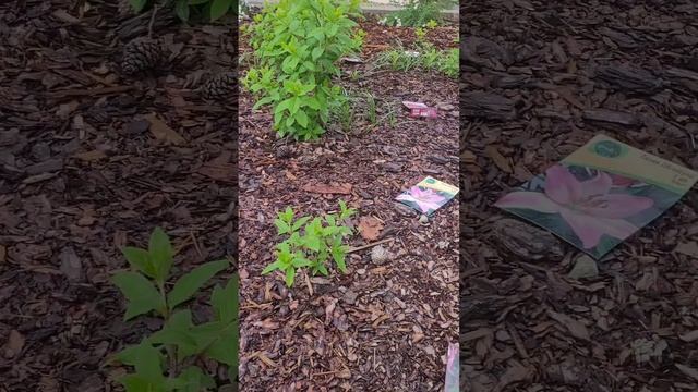 Как посадить лилии красиво💚🌱🔆 Сочитание лилий и го смотреть онлайн