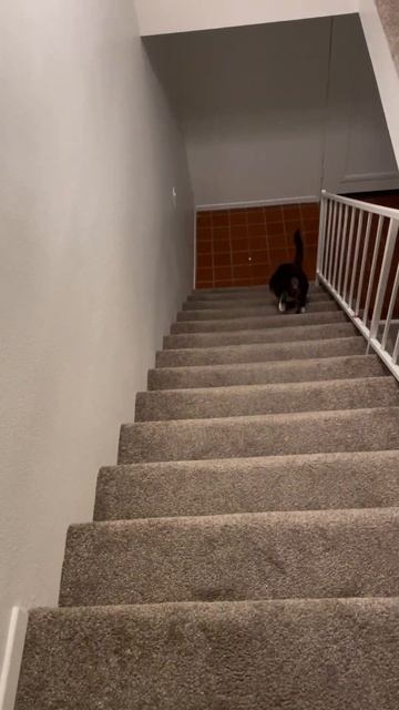 Перу никогда не допустит чтобы Луи первые начал есть #c смотреть онлайн