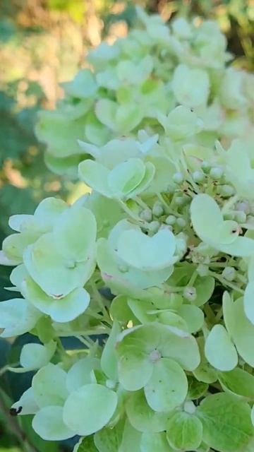 Квітує гортензія волотиста Бі Хепі / Bee Happy #decorsad #декор_ смотреть онлайн