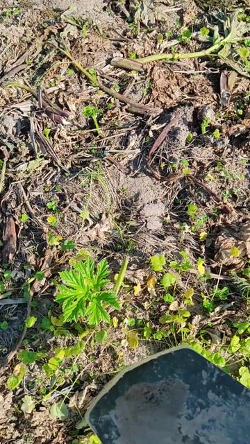 Гектар борщевика Сосновского. Вот так подрезаю. смотреть онлайн