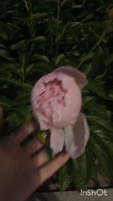 Пионы шикарные😍#пионы #гортензии #красивыецветы #цве? смотреть онлайн