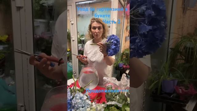 #красноярск #цветы #доставка Уход за гортензией в буке? смотреть онлайн