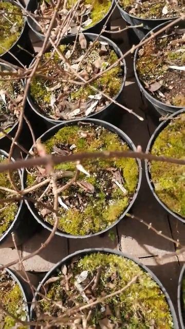 Гортензия метельчатая Стробери Блоссом смотреть онлайн