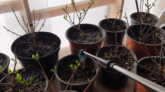 💦🌱 Полив маточников метельчатых гортензий смотреть онлайн