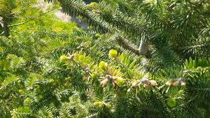 Пошли в рост хвойные , ель Рыдал. 2025