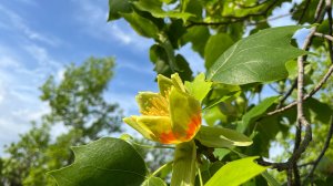 🌷2025 Лириодендрон тюльпановый в Парке Галицкого.