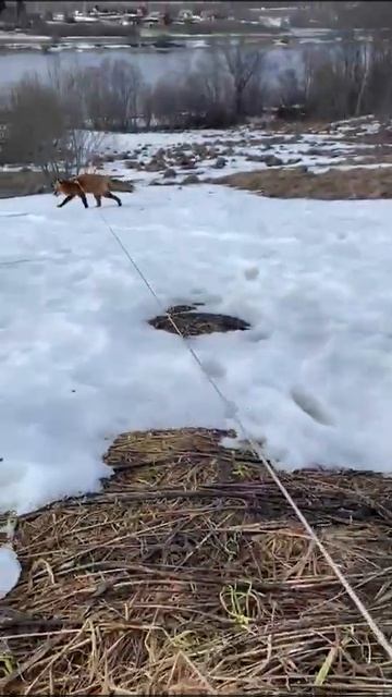 Лис Марти и ёжик смотреть онлайн
