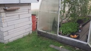 Не спешите убирать растения из теплиц в сентябре! Они ещё долго могут плодоносить.