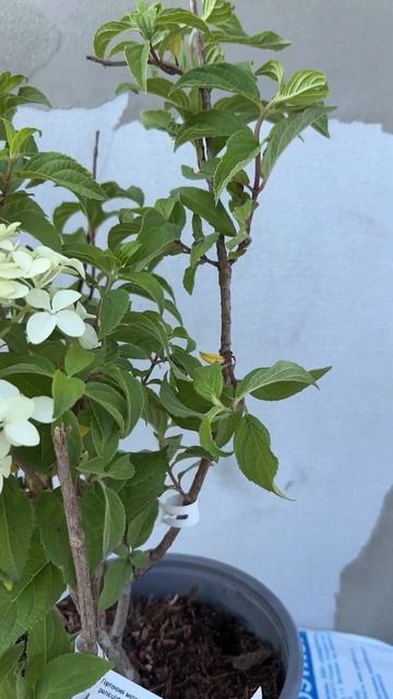 Обзор саженца из большого питомника #гортензиипенза #? смотреть онлайн