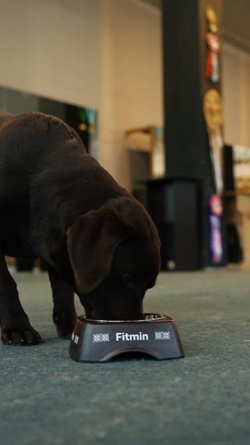 Fitmin - корма для кошек и собак смотреть онлайн