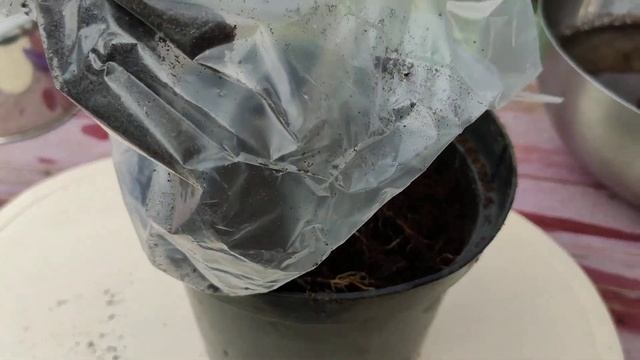 Высаживаю хосту в горшок . смотреть онлайн