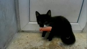 Время обеда у милых котят.Сами решили чем будут обедать.