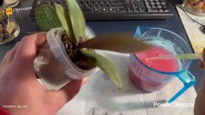 Новые орхидеи. Обработка от вредителей