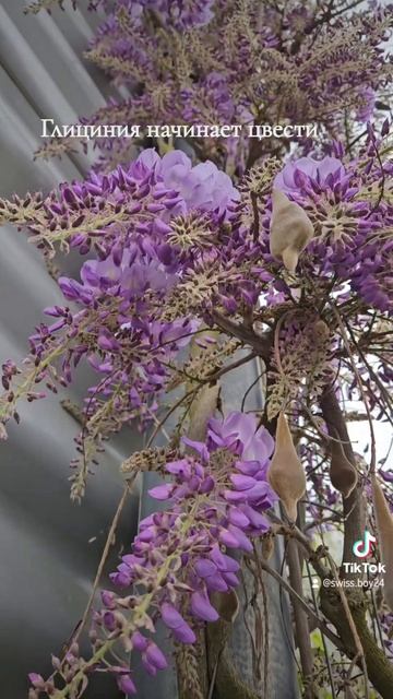 глициния начинает цвести смотреть онлайн