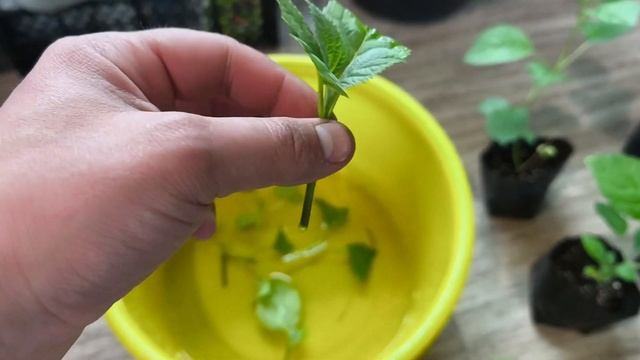 Зелёное черенкование древовидной гортензии Анабель ? смотреть онлайн