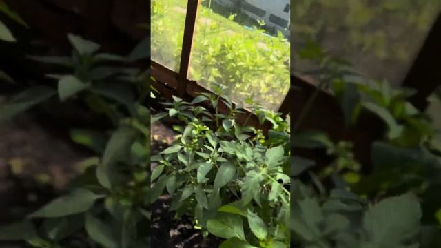 #дача #огород #garden #лето #сад #овощи #рецепт смотреть онлайн