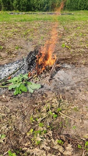 Гектар борщевика Сосновского. Костёр.