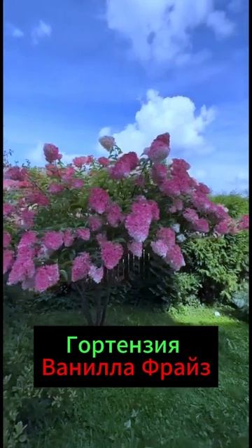 Гортензия Ванилла Фрайз #огород #сад #цветы смотреть онлайн