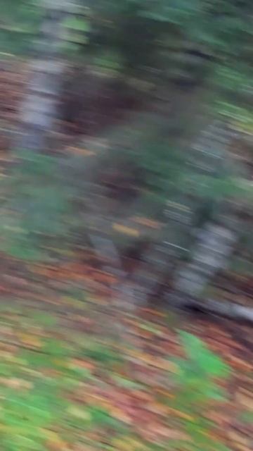 Собака не хочет собирать белые грибы по краю полянки. смотреть онлайн