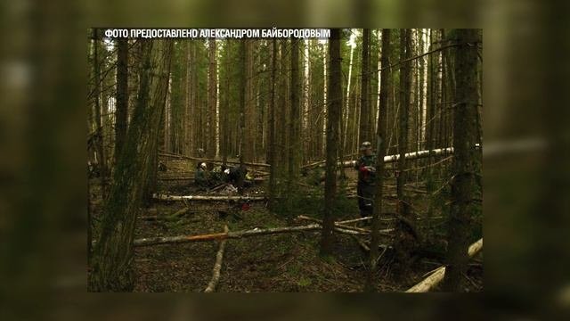 Поисковики 09.05.2025
