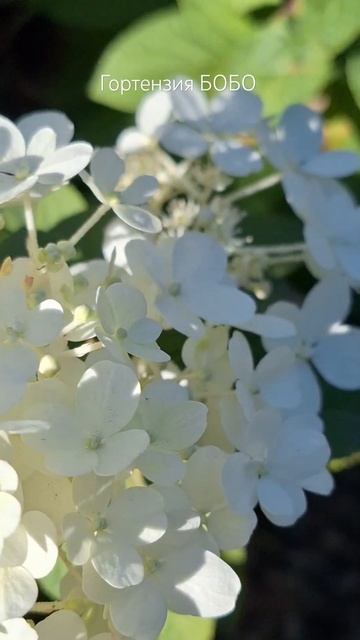 Ажурная, нежная, хрупкая БОБО #flowers #hydrangea #гортензия #Б? смотреть онлайн