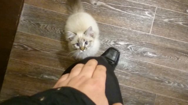 Игручий Снежок смотреть онлайн