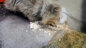 Какие запахи не любят кошки