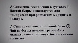 Будра плющевидная: лекарственное чудо или скрытая опа