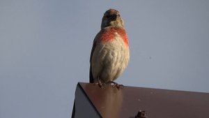 Конопляная песенка моя