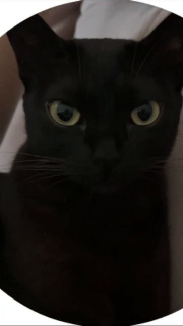 Если быть женщиной-кошкой-то только такой 🤣🤣🤣 #кошк смотреть онлайн