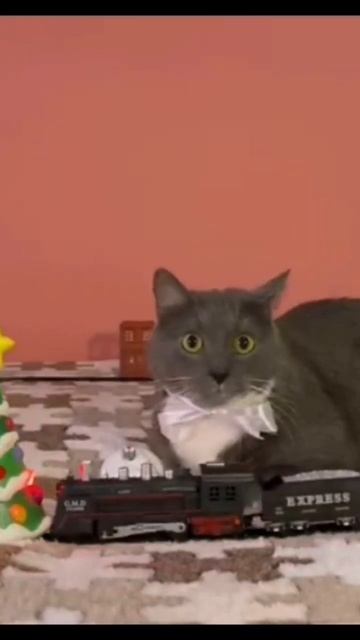 Неудачно-смешной момент если бы котики ходили в школу смотреть онлайн