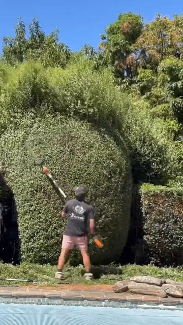 Красивый уход за садом , самый красивая стрижка растен смотреть онлайн