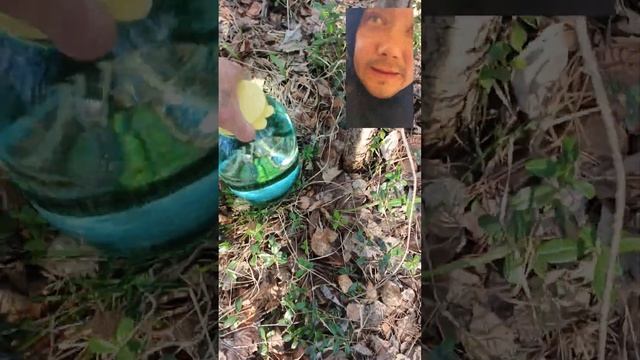 сбор берёзового сока 24.04.2025. смотреть онлайн