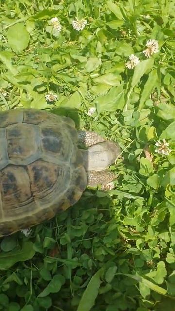 Как Черепаха ест клевер. смотреть онлайн