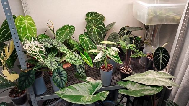 ОСВЕЩЕНИЕ МОИХ РАСТЕНИЙ☀️MINIFERMER против UNIEL💥Кратко р? смотреть онлайн