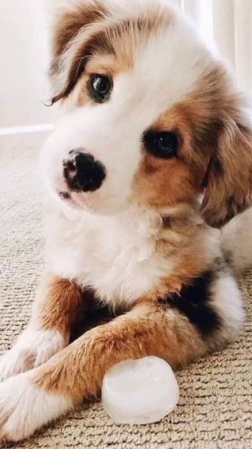 У кого есть домашнее животное? 🐶🐕 смотреть онлайн