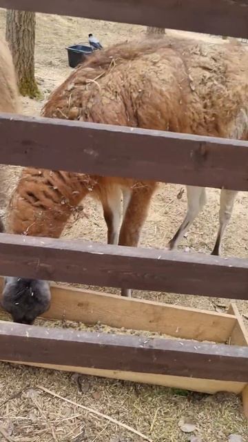 В Сафари Парке Пересвет множество животных, есть даже смотреть онлайн