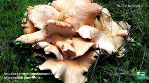 ГРИБЫ АЛЬБАТРЕЛЛУСЫ ВСЕ ВИДЫ