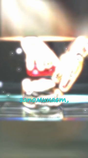 дельфины или осьминог? #почему #дельфин #факт #интеллек смотреть онлайн