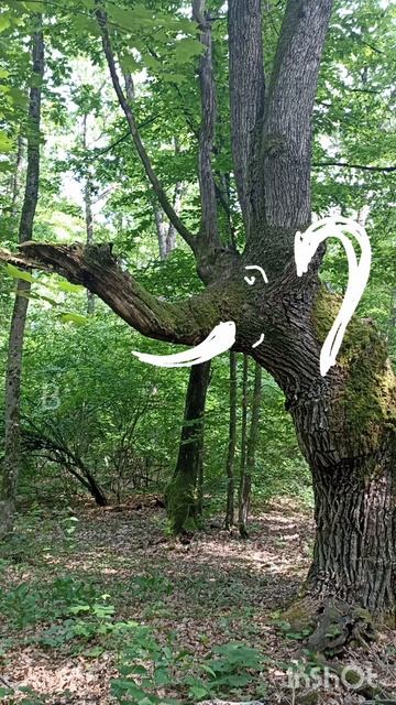 слон в краснодарском крае  #слон #природа #древо смотреть онлайн