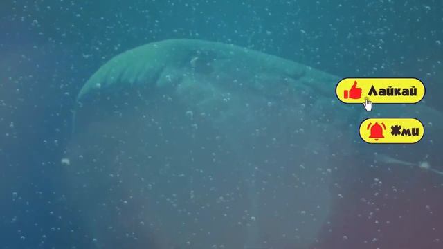 ТОП 10 ПЕСЕН ПРО БУ ИСПУГАЛСЯ НЕ БОЙСЯ МЕМ МОРСКОЙ ПОЖИ?