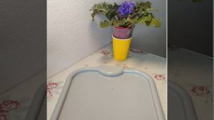 #194 Алоказия и фитильный полив