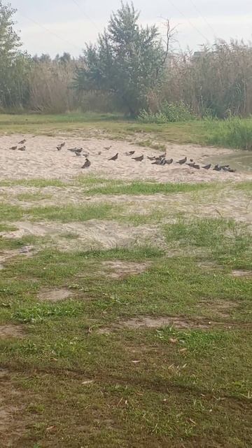 там где птицы- там есть жизнь👍💯🍁 смотреть онлайн