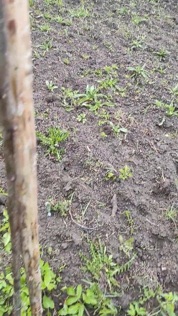 Фацелия всходит,Розовая акация проснулась. смотреть онлайн