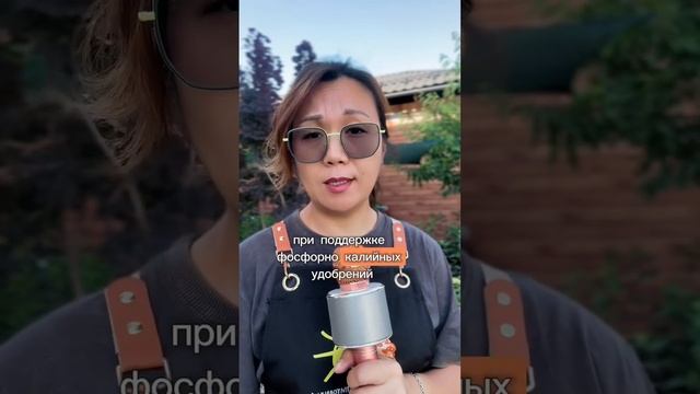 Как отсрочить цветение гортензии южным регионам