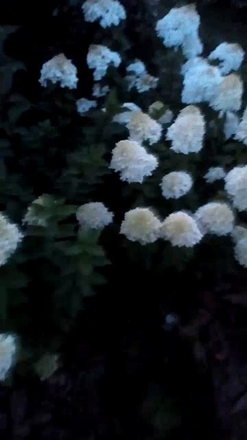 Гортензия садовая смотреть онлайн