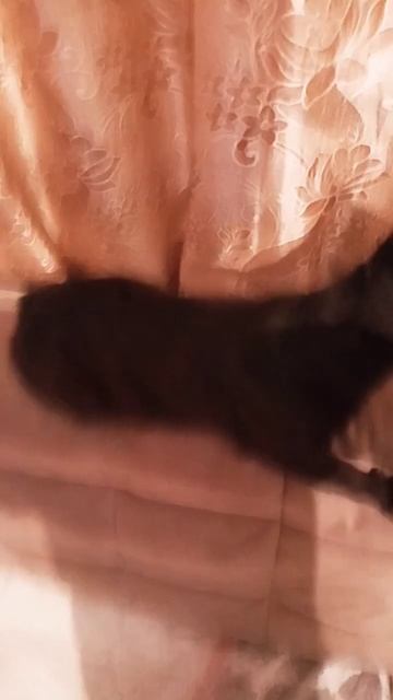 мой котик любит есть мороженое💖 правда мило?🥺 смотреть онлайн